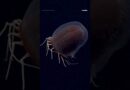 Deep-sea dive reveals alien-like new species