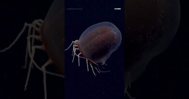 Deep-sea dive reveals alien-like new species