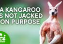 Do Animals Exercise?