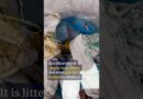 Drones clear rubbish on Mount Everest