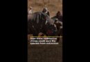 Endangered rhinos get radioactive implants to deter poachers | AJ #shorts