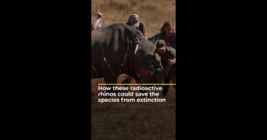 Endangered rhinos get radioactive implants to deter poachers | AJ #shorts