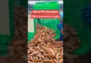 #Fiji was hit with increased #tariffs today and it is likely to hurt #exports of #turmeric