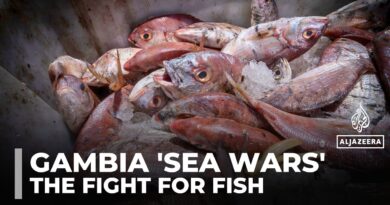 Gambian fishermen battle foreign trawlers as dwindling fish stocks threaten livelihoods