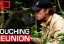 Heartwarming reunion between gorilla and the man who raised him | 60 Minutes Australia