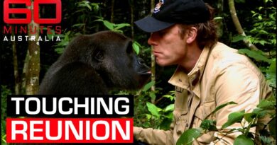 Heartwarming reunion between gorilla and the man who raised him | 60 Minutes Australia