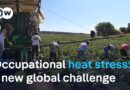 How extreme heat affects the health and productivity of workers | DW News