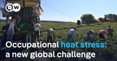 How extreme heat affects the health and productivity of workers | DW News