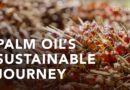 How Malaysian palm oil is produced to preserve health, quality and the planet