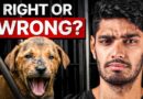 India’s Deadly Stray Dogs