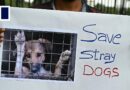 India’s Supreme Court orders removal of 60,000 stray dogs from Delhi