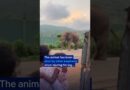 Injured elephant frequently visits village in India | DW News