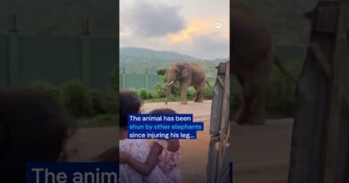 Injured elephant frequently visits village in India | DW News