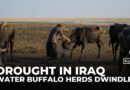 Iraq’s water buffalo herds dwindle as drought and dams shrink ancient marshlands