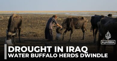 Iraq’s water buffalo herds dwindle as drought and dams shrink ancient marshlands