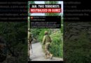J&K: 2 terrorists killed in Gurez sector after security forces foil infiltration bid along LoC