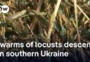 Locusts swarm in south Ukraine as war disrupts pest control | DW News