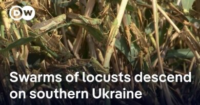 Locusts swarm in south Ukraine as war disrupts pest control | DW News
