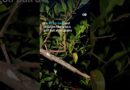 New species of stick insect discovered in Australia | DW News