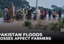 Pakistan flooding: Farmers survey extensive damage to their crops