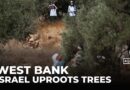 Palestinian agriculture destroyed: Israeli army uproots 3,100 trees to ‘improve defence’