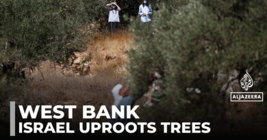 Palestinian agriculture destroyed: Israeli army uproots 3,100 trees to ‘improve defence’