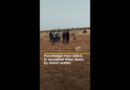 Palestinian man killed in occupied West Bank by Israeli settler | AJ #shorts