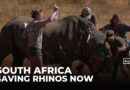 Radioactive rhinos: Nuclear material injected to stop horn smuggling