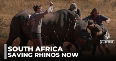 Radioactive rhinos: Nuclear material injected to stop horn smuggling