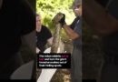 Robot rabbits are used as a trap in the Everglades