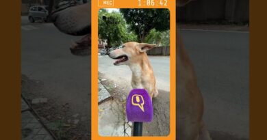 Satire Alert: Supreme Court says Move All Stray Dogs to Shelters | The Quint