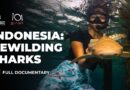Saving endangered leopard sharks in Indonesia’s Raja Ampat archipelago | 101 East Documentary