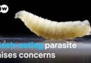 Screwworm outbreak near Texas-Mexico border threatens cattle | DW News