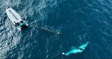 SNEAK PEEK: An incredible journey along the “Humpback Highway” | 60 Minutes Australia