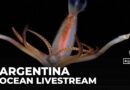 South Atlantic Ocean livestream: Argentinian project finds worldwide audience