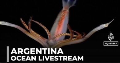 South Atlantic Ocean livestream: Argentinian project finds worldwide audience