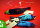 The Bizarre Museum Heist to Steal Priceless Birds