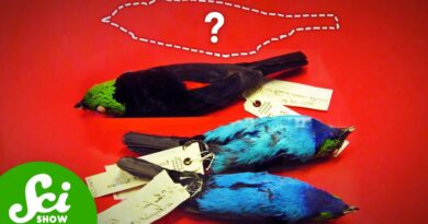The Bizarre Museum Heist to Steal Priceless Birds