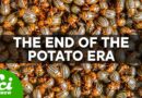 The Potato Famine Could Happen Again