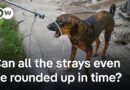 Thousands of stray dogs to be sterilized and relocation within weeks in Delhi | DW News