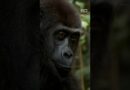 Touching reunion between gorilla and man who raised him | 60 Minutes Australia
