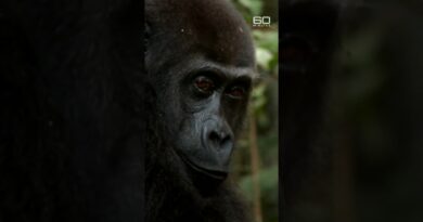 Touching reunion between gorilla and man who raised him | 60 Minutes Australia