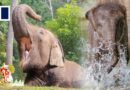 WATCH LIVE: World Elephant Day 2025