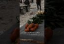 What It Takes to Find Food in Gaza