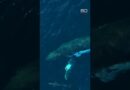 Where do the whales go? | 60 Minutes Australia