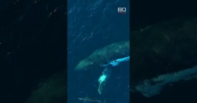 Where do the whales go? | 60 Minutes Australia