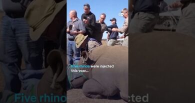 Why injecting rhino horns with radioactive isotopes protects against poaching | DW News