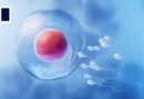 New AI tool could pave way for more effective fertility treatments