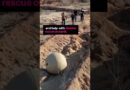 RoboBall to the rescue?!