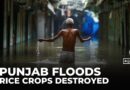 Severe flooding in Punjab destroys rice crops worth billions, rescue efforts underway